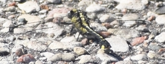 Gomphurus fraternus