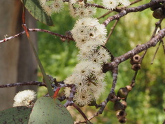 Eucalyptus pauciflora