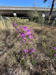 Dicerandra linearifolia