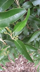 Olearia avicenniifolia