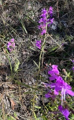 Dicerandra linearifolia