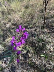 Dicerandra linearifolia