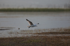 Ichthyaetus relictus