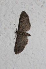 Eupithecia virgaureata