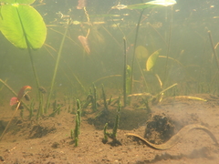 Haemopis marmorata