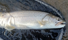 Salvelinus confluentus