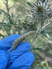 Utetheisa pulchelloides