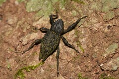 Poropterus ellipticus