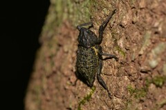 Poropterus ellipticus