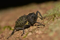 Poropterus ellipticus