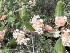 Ceanothus crassifolius