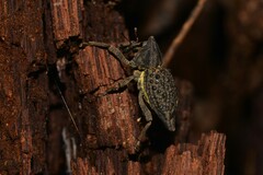 Poropterus ellipticus