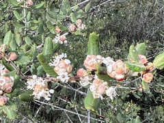 Ceanothus crassifolius