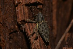 Poropterus ellipticus