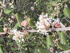 Ceanothus crassifolius