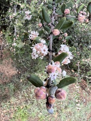 Ceanothus crassifolius
