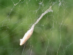 Eriostethus perkinsi