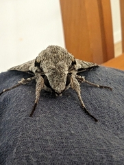 Psilogramma casuarinae