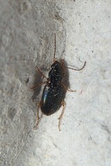 Stenolophini