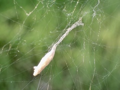 Eriostethus perkinsi