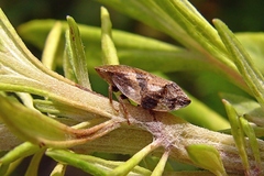 Lepyronia coleoptrata