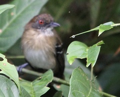 Myrmoborus melanurus