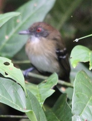 Myrmoborus melanurus