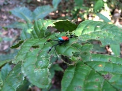 Leucauge sarawakensis