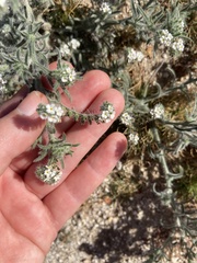 Johnstonella angustifolia