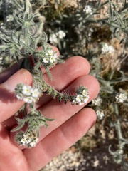 Johnstonella angustifolia