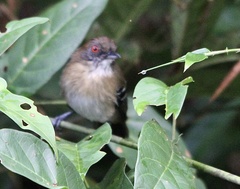 Myrmoborus melanurus