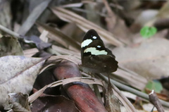 Heteronympha mirifica