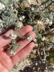 Johnstonella angustifolia