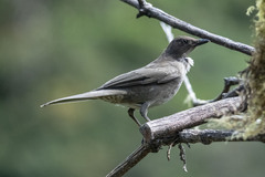 Turdus plebejus
