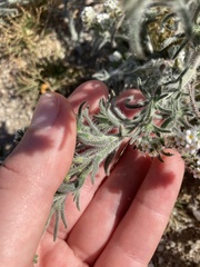 Johnstonella angustifolia