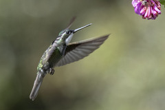 Lampornis castaneoventris