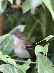 Myrmoborus melanurus