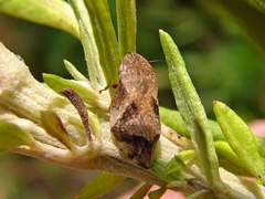 Lepyronia coleoptrata