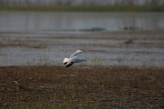 Ichthyaetus relictus