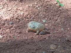 Uperodon systoma