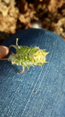 Tetramerium nervosum
