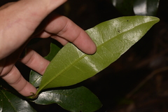 Litsea reticulata