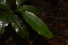 Litsea reticulata
