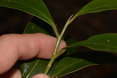 Litsea reticulata
