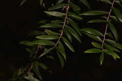 Acrotriche aggregata