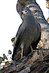 Polyboroides typus typus