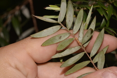Acrotriche aggregata