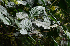 Condaminea corymbosa