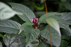 Justicia carnea
