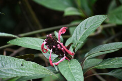 Justicia carnea